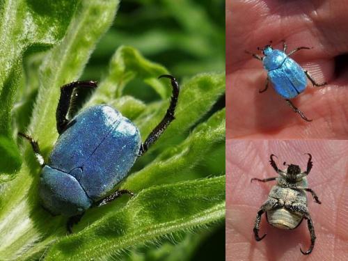 Réf. 184 890 : Hoplia coerulea
